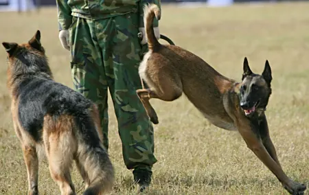 “6個技巧教你如何訓練馬犬成為理想寵物”